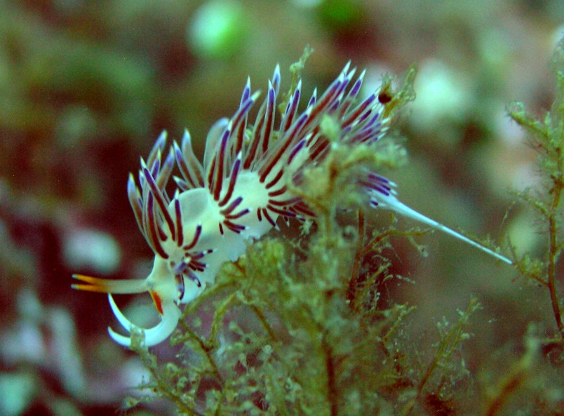 Cratena peregrina (Gmelin, 1791)